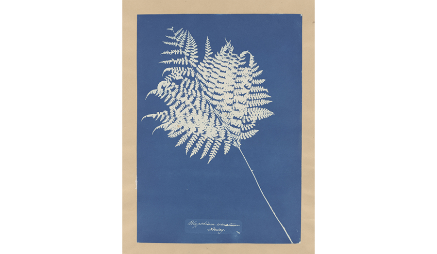 Polypodium crenatum, Norway