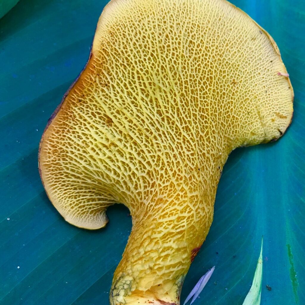 Visuel Art & Fungi
